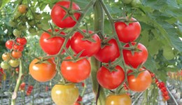 Tomato Growers Conference Livestream 2020